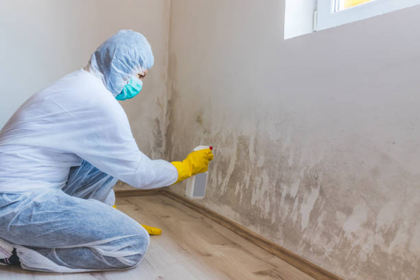 Licensed Crawl Space Mold Removal service in Gibson Island, MD - WQB Mold Removal