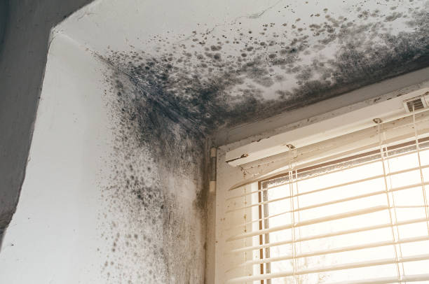 Affordable Crawl Space Mold Removal solutions in Gibson Island, MD